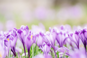 Perché l’equinozio di primavera non cade più sempre il 21 marzo?