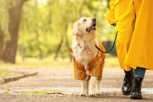 Per i cani la passeggiata è uno dei momenti più importanti della giornata. Ecco perché