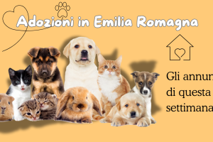 In cerca di famiglia: gli annunci di questa settimana