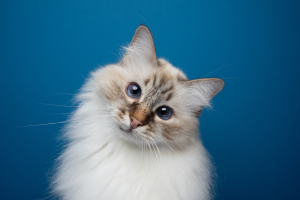 Piccoli segnali, grandi rischi: i reni del gatto sotto osservazione