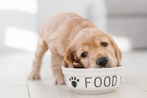 Ma i cani possono mangiare gli yogurt? La risposta al dilemma