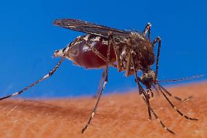 Bologna, la capitale italiana delle zanzare: perché proprio qui?