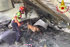 Il fiuto infallibile di Max: il pastore belga che svela i misteri degli incendi