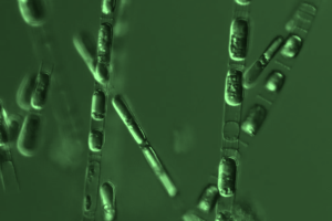 Rinascita nel Mar Baltico: risvegliate alghe di 7.000 anni