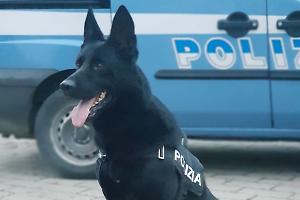Addio a Jago, il cane poliziotto impiegato nella lotta contro la droga a Bologna