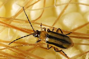 Fallimento del mais Bt negli USA: i parassiti minacciano la Corn Belt