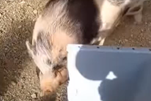 Maialina vietnamita abbandonata a San Giorgio di Piano: denunciato il proprietario