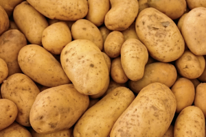 Le patate: un alleato nutriente per la salute quotidiana, se cucinate nel modo giusto