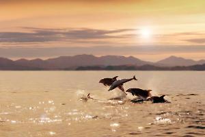 Giornata Mondiale dei Delfini: proteggere i custodi dell'armonia marina e i nostri ecosistemi