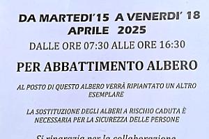 Alberi abbattuti e silenzi istituzionali: Viale Oriani e il caso che Bologna non vuole vedere