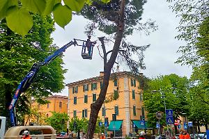 Vigili e operai all'alba, per giustiziare i pini marittimi di viale Oriani