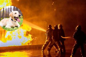 Eroico salvataggio in zona Mazzini: il vice ispettore Cicchella porta in salvo un labrador durante un incendio