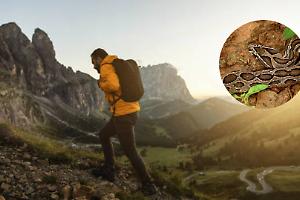 Modigliana, allarme vipere: uomo morso durante una passeggiata, salvo per miracolo