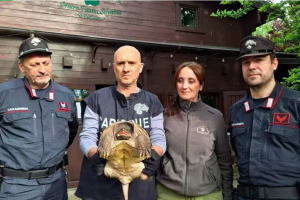 Tartaruga alligatore di oltre 50cm ritrovata e sequestrata nel Modenese