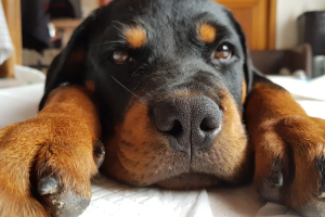 I giganti buoni. Ecco le 5 razze di cani grandi più iconiche di sempre