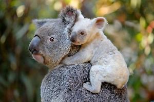 Uccisi oltre 750 koala in Australia: gli ambientalisti non ci stanno