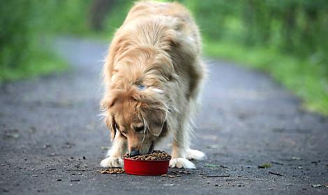 Arrestato un 84enne sospettato di aver avvelenato per decenni dei cani nei parchi di San Marino