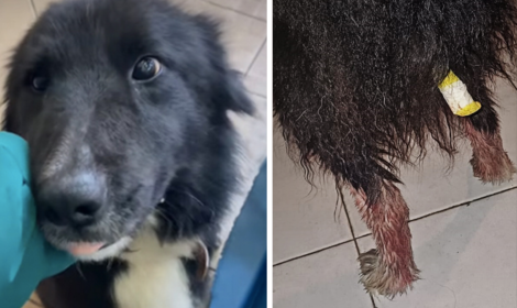 Border Collie brutalmente mutilato della coda dal proprietario: salvato grazie all'intervento delle Guardie Zoofile di Modena
