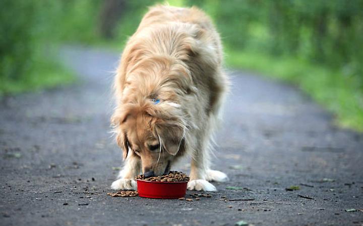 Arrestato un 84enne sospettato di aver avvelenato per decenni dei cani nei parchi di San Marino