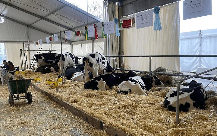 Carmagnola pronta per la 562&ordf; Fiera Primaverile: tradizione agricola e innovazione locale