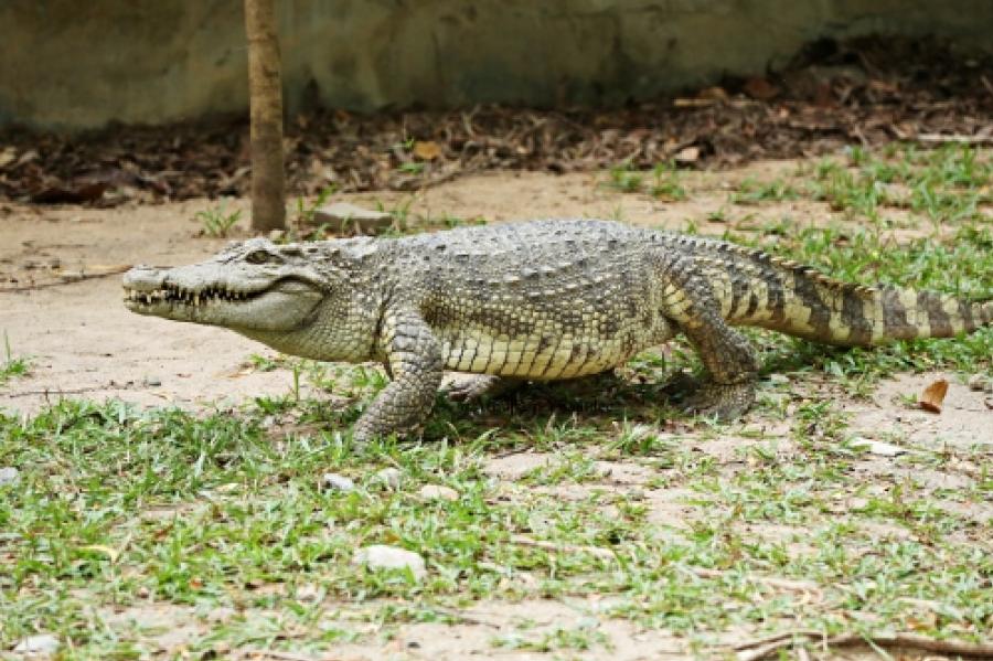 crocodylus siamensis