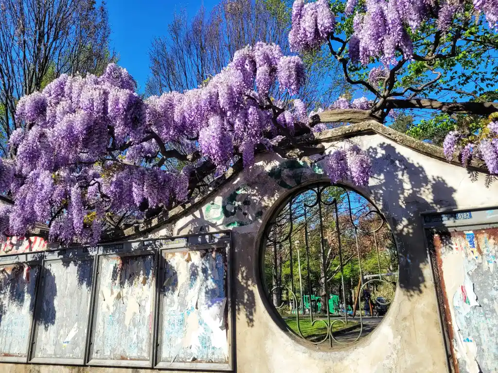 Glicine ai Giardini del Fante in Crocetta