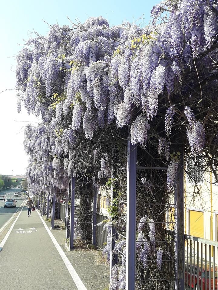 Glicine sul cavalcavia di corso Bramante