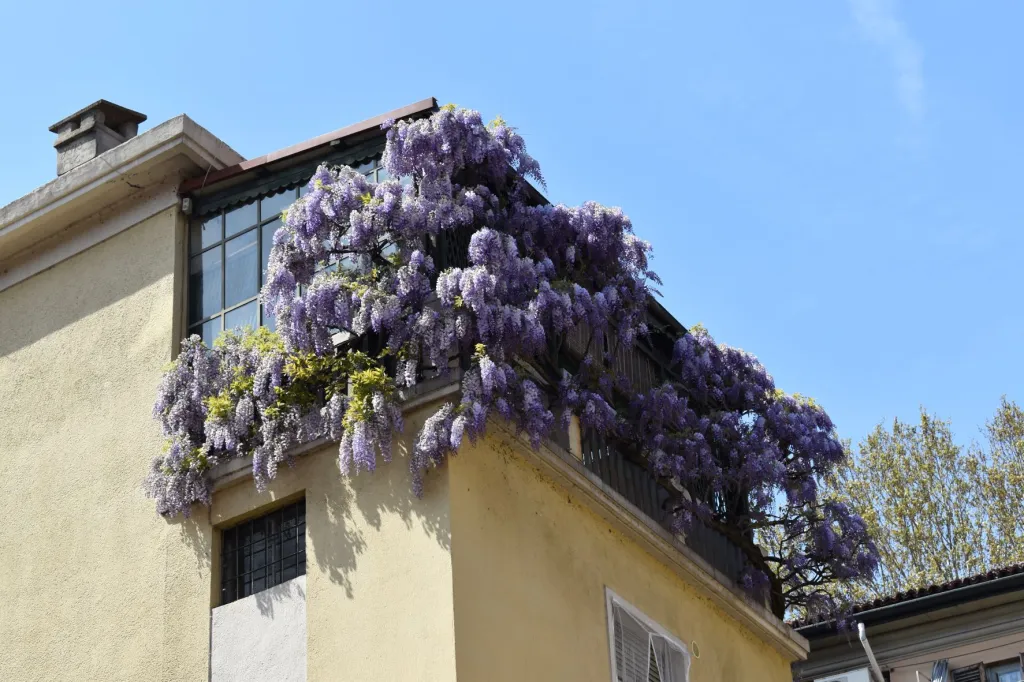 Glicine di Via Santorre di Santarosa (all’angolo con Corso Casale)