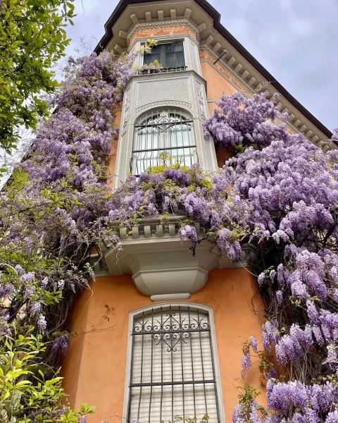 Glicine di Via Cosseria